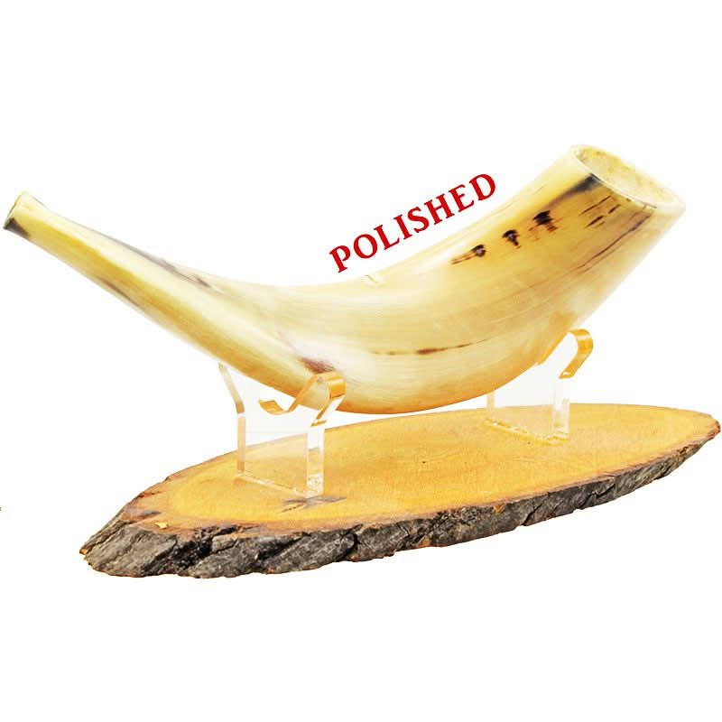 שופר כבש כשר קטן (30-25 ס"מ) מספר 02