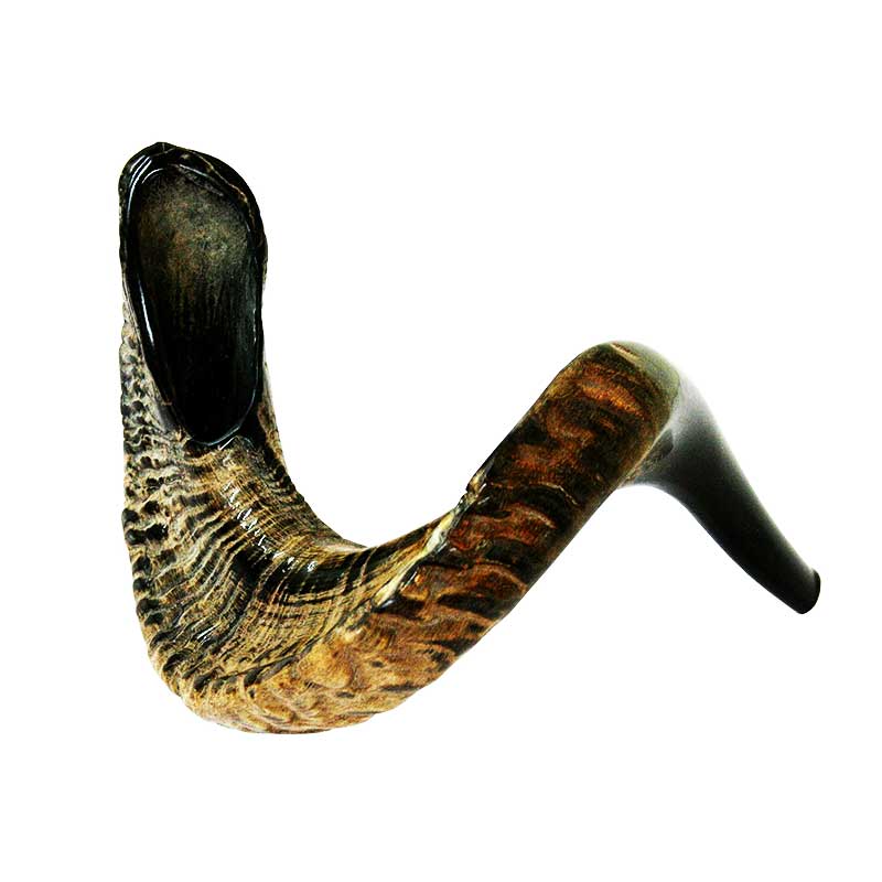 Large, elegant kosher lamb shofar, size 07 (56-61 cm) with a semi-glossy - semi-polished finish