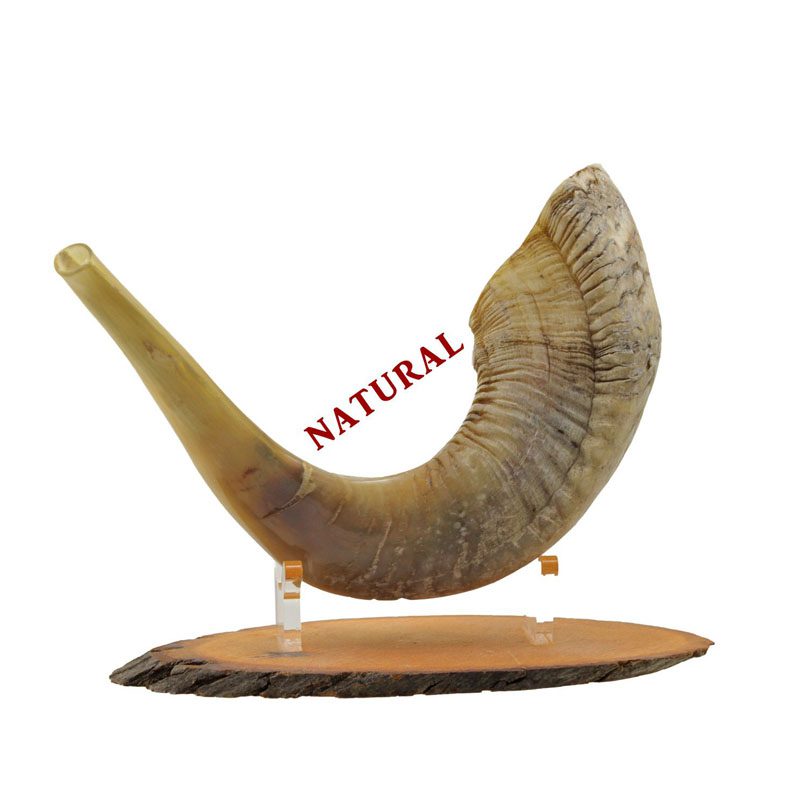 Medium elegant sheep's horn with natural finish number 04 (size 41-46 cm)